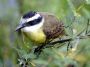 Day02 - 30 * Great Kiskadee